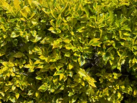 Duranta erecta "Golden Edge"