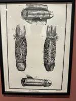Anatomical Study of the Penis