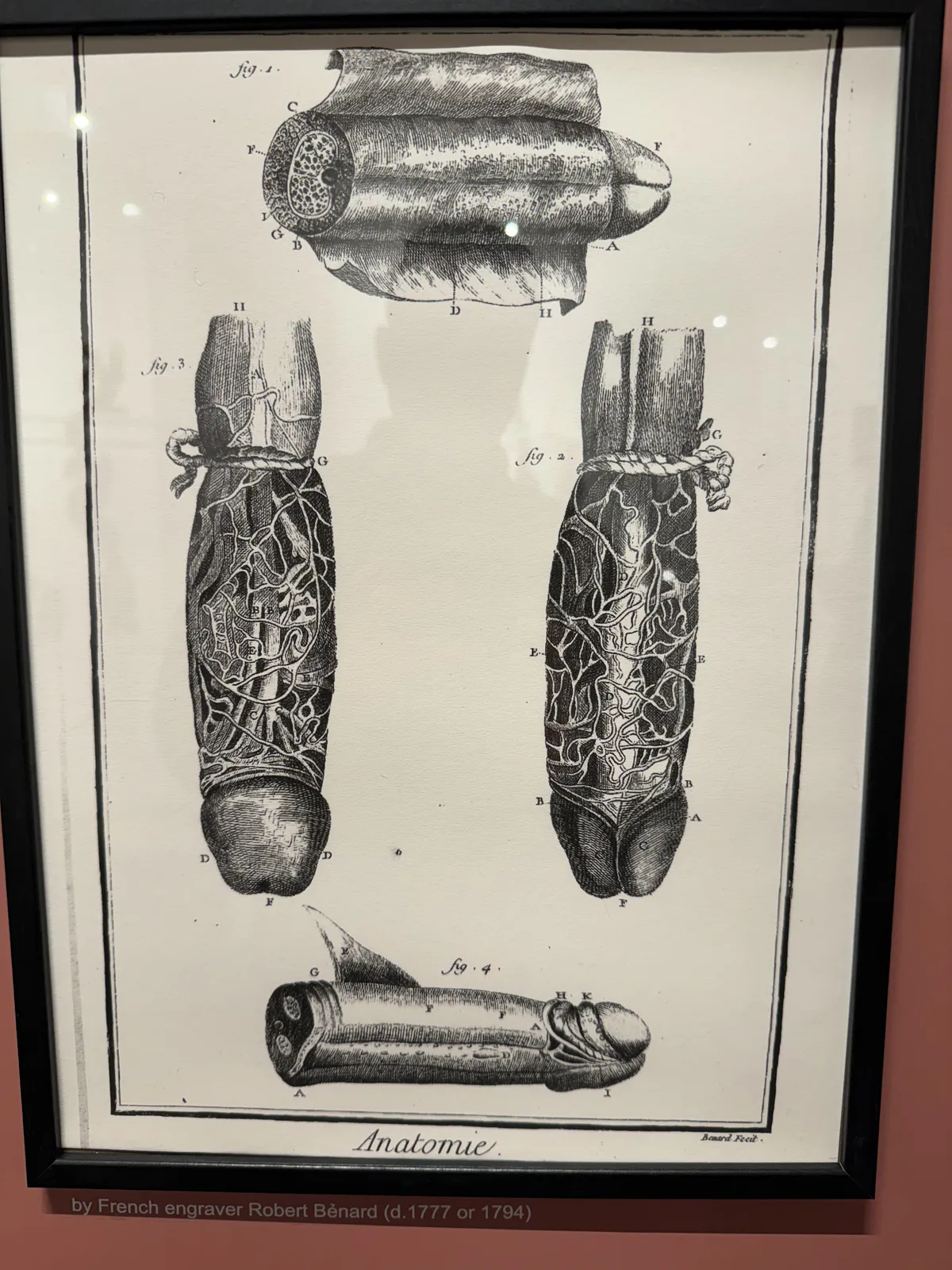 Anatomical Study of the Penis