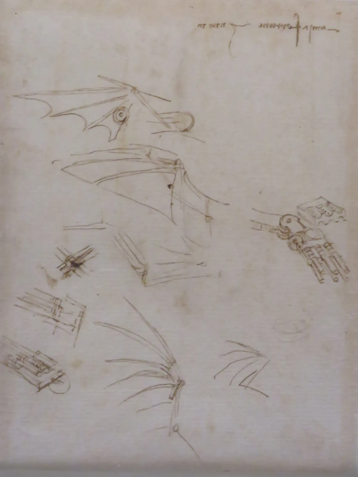 دراسات عن الأجنحة والتشريح الميكانيكي