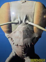 Ant Under Electron Microscope