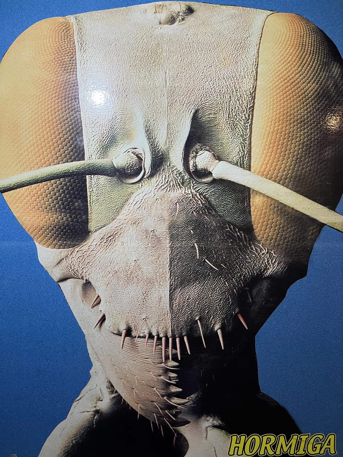 Ameise unter dem Elektronenmikroskop