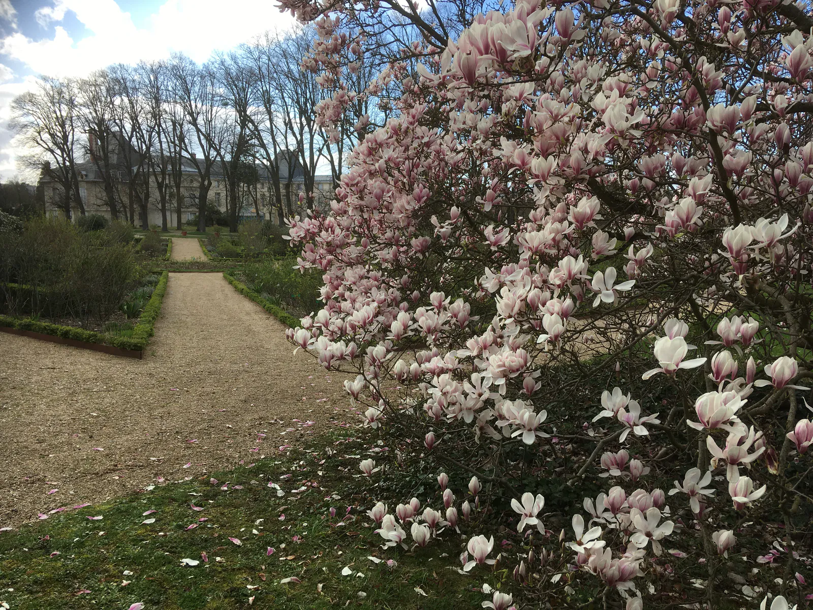 Magnolia Blossoms in the Rose Garden