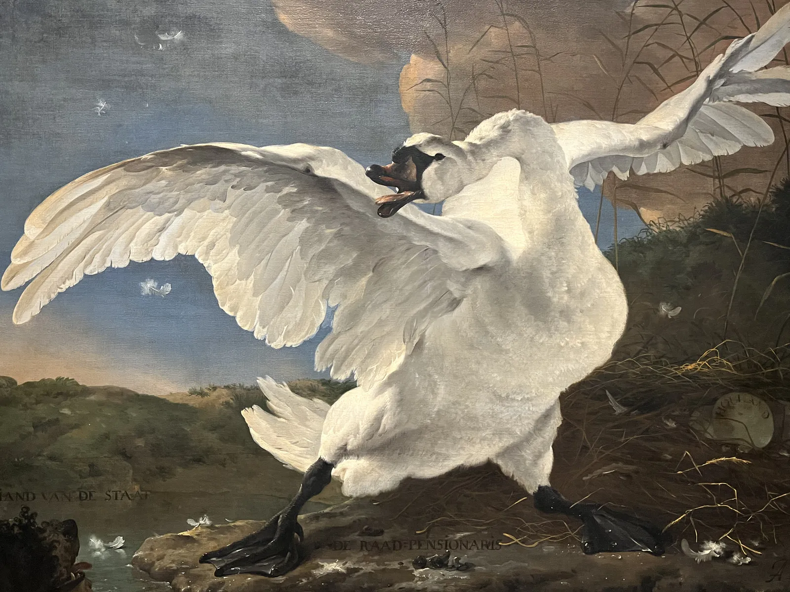 The Threatened Swan Defending Its Nest