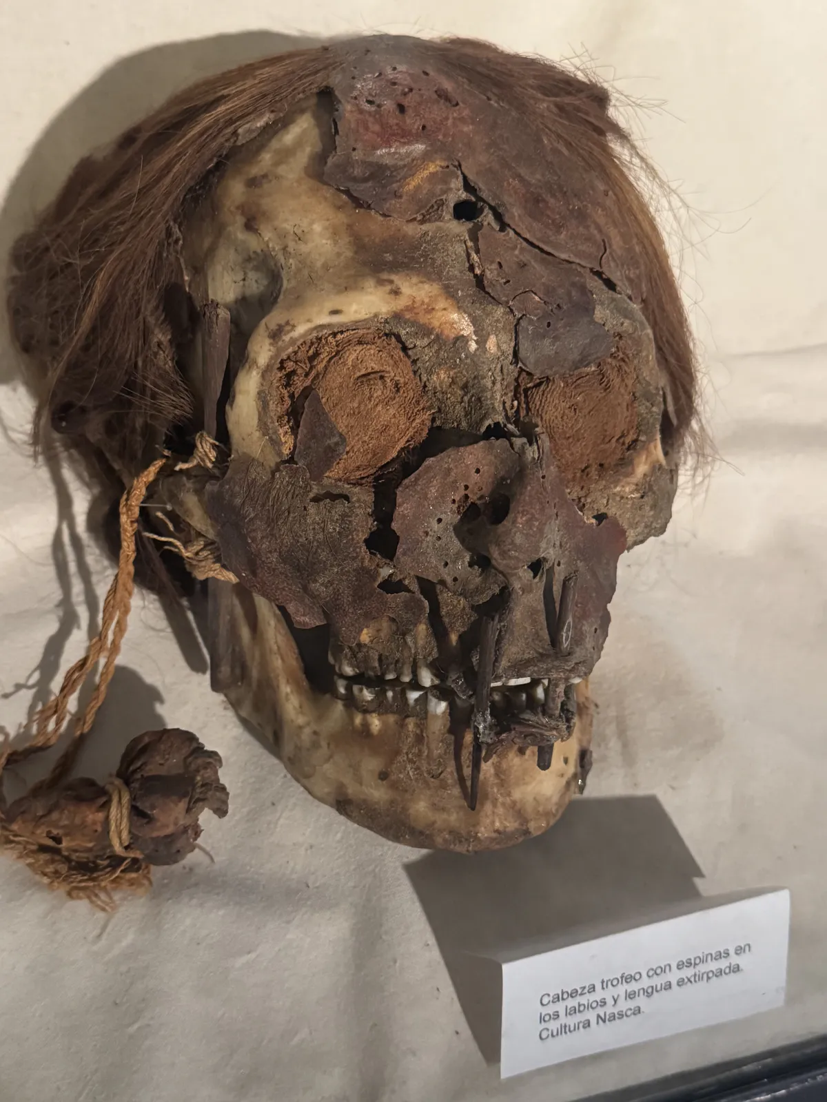 Трофейная голова Наска с шипами