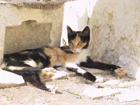 Calico Cat in Midday Shade