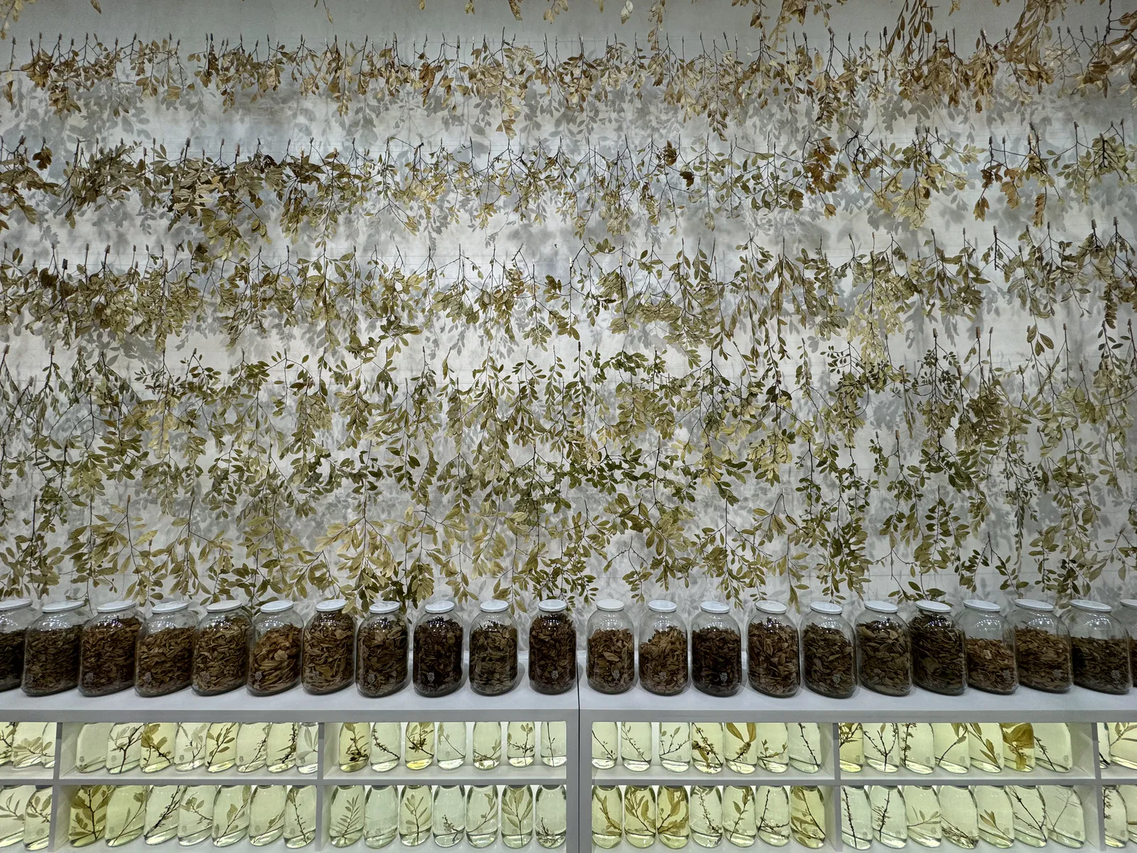 Coca: Ancestral Plant and Contested Symbol