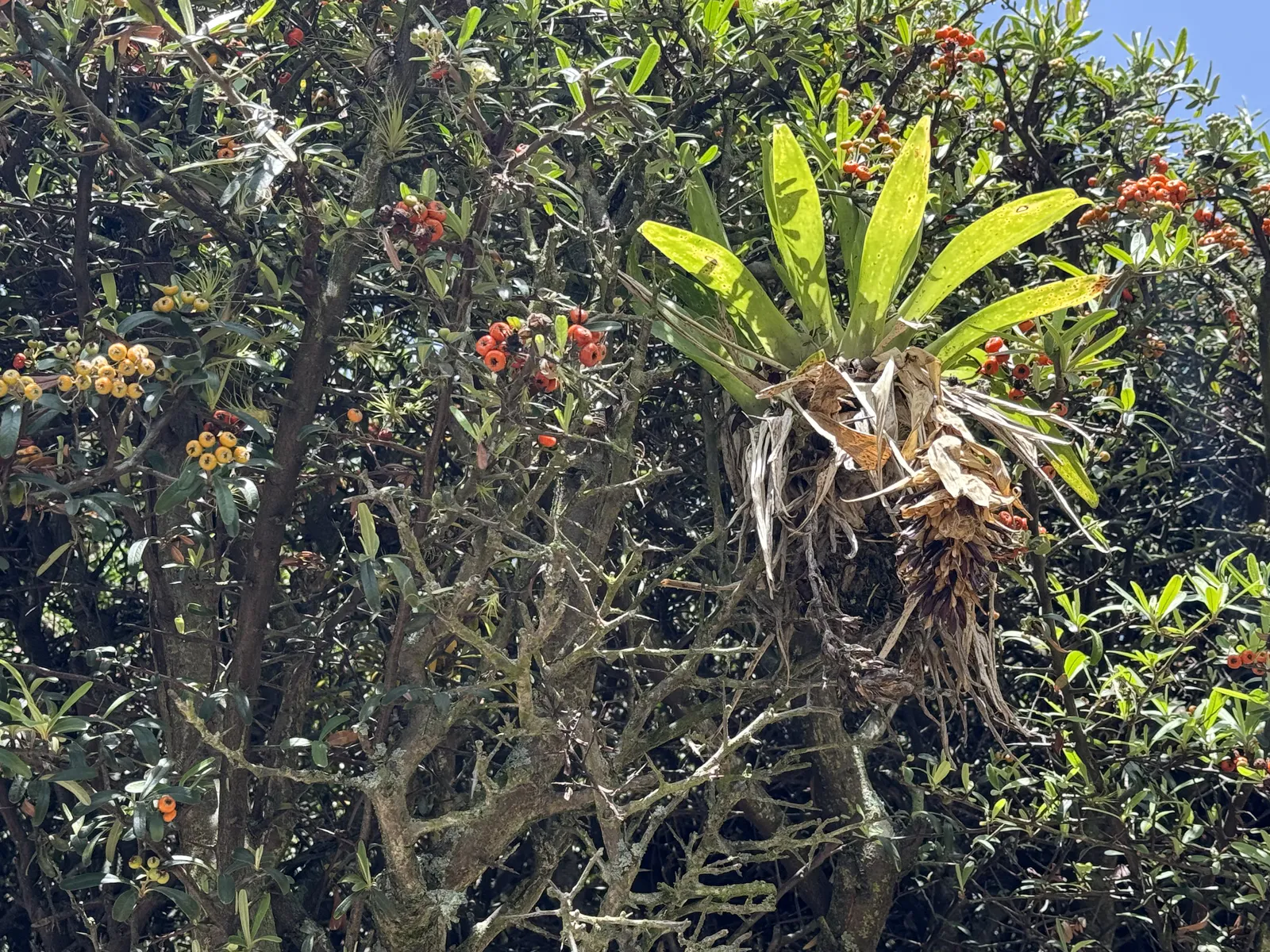 Bromeliad and Firethorn