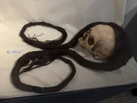 Head with Rolled Hair