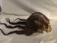 Head with Braids and Bangs
