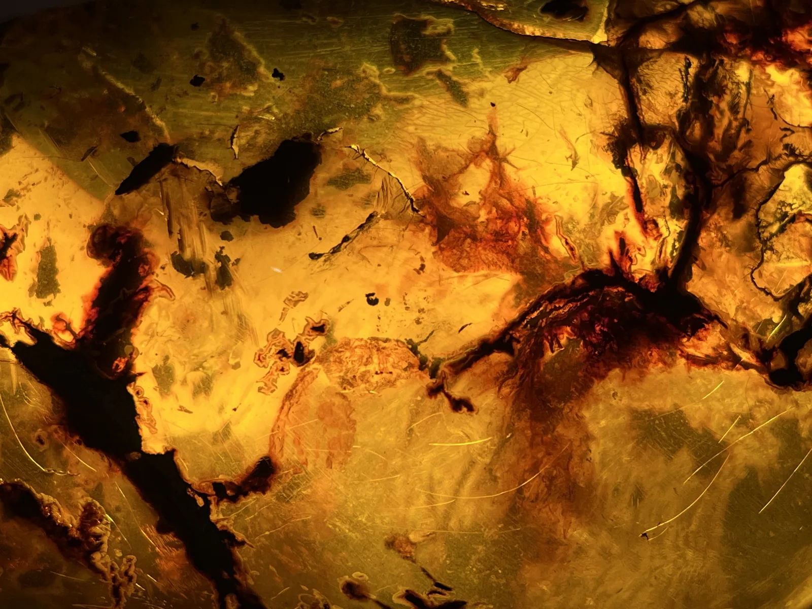 كهرمان مع شوائب نباتية