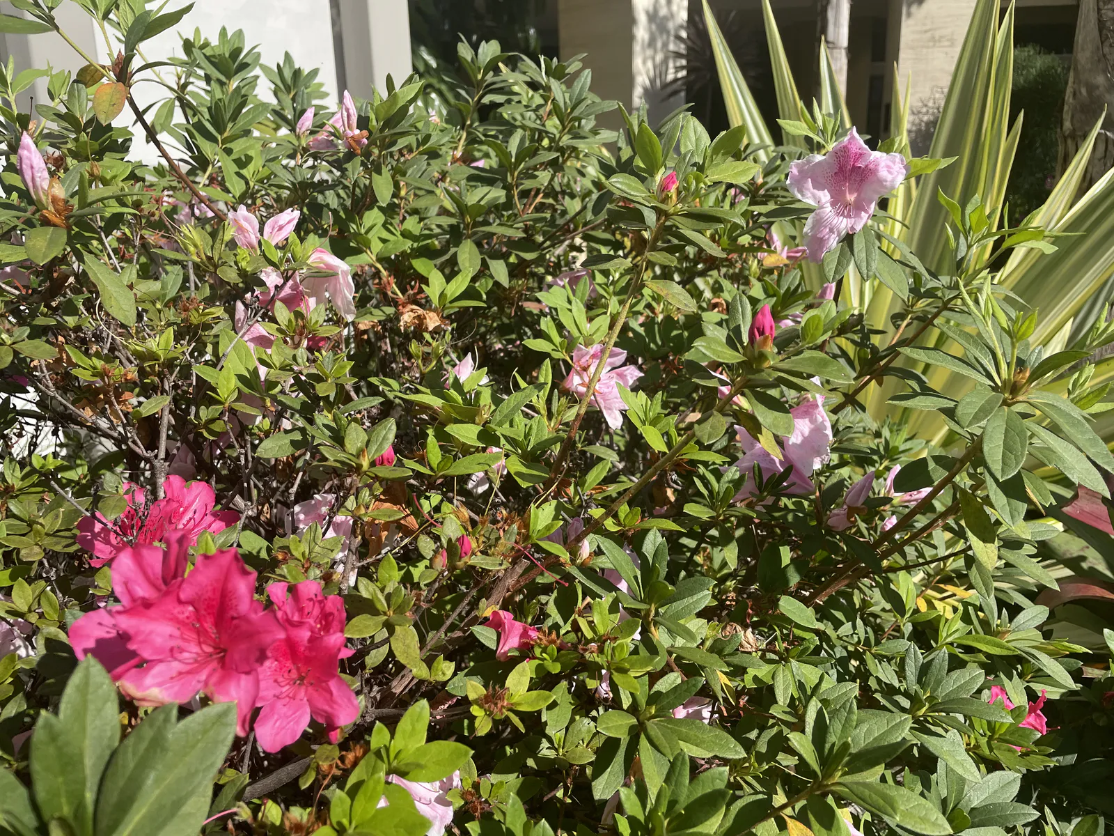 Blooming Azaleas in the Hotel Garden