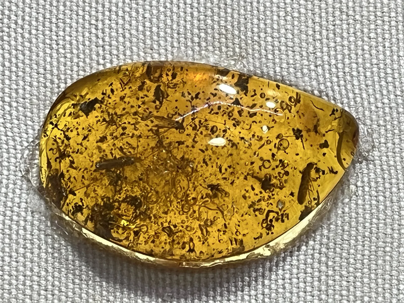 Amber with Organic Debris