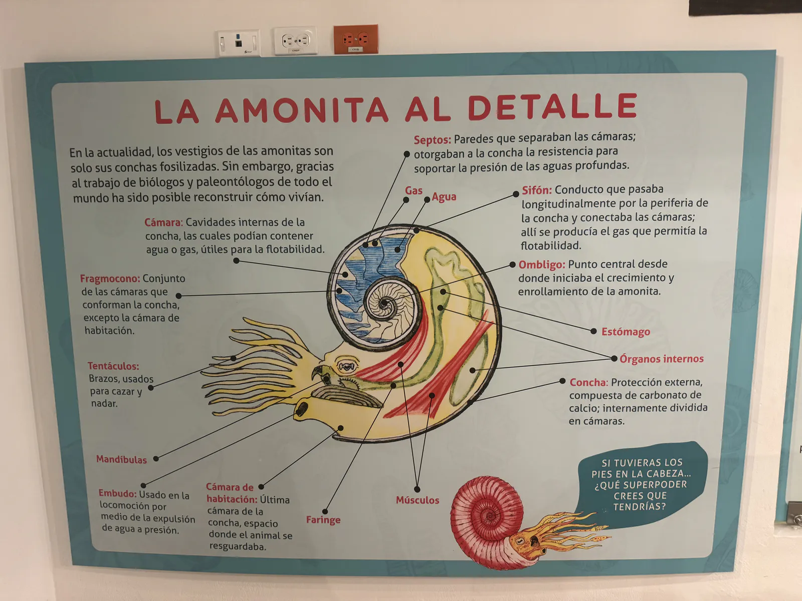 アンモナイトの内部