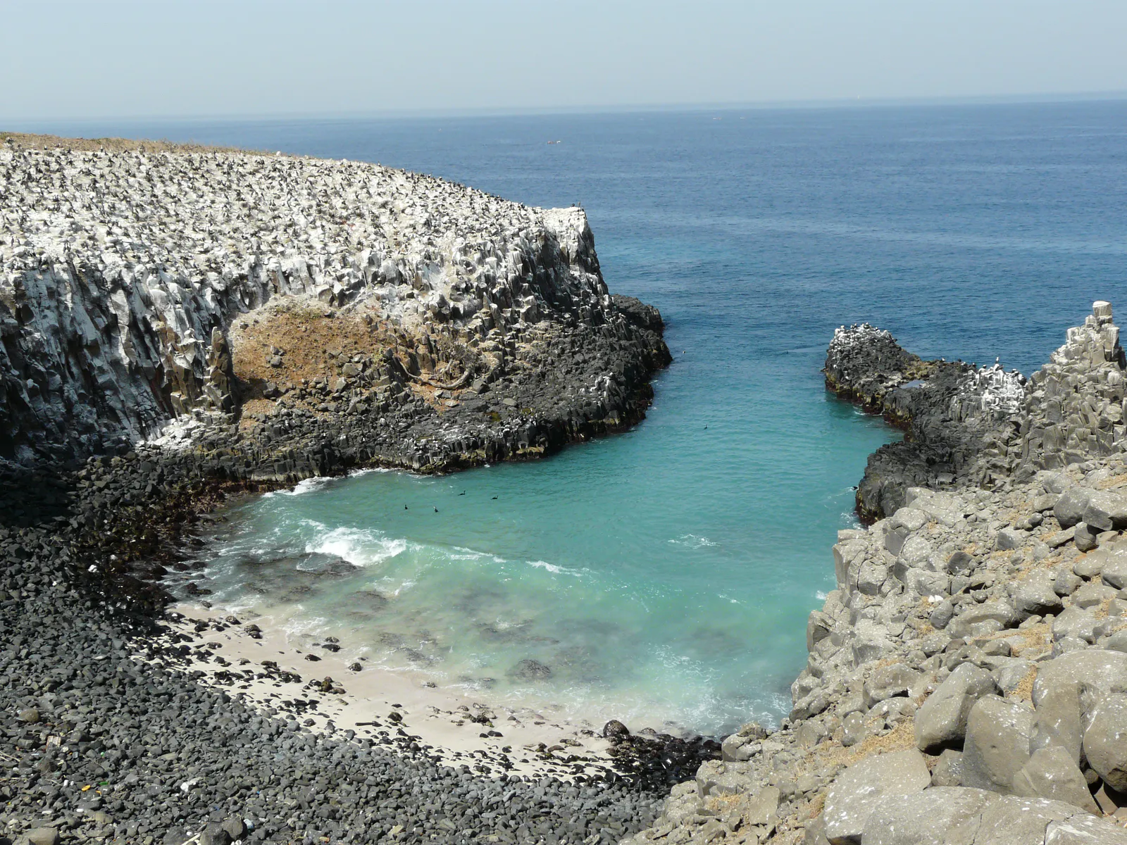 Cormorant Colony Cove
