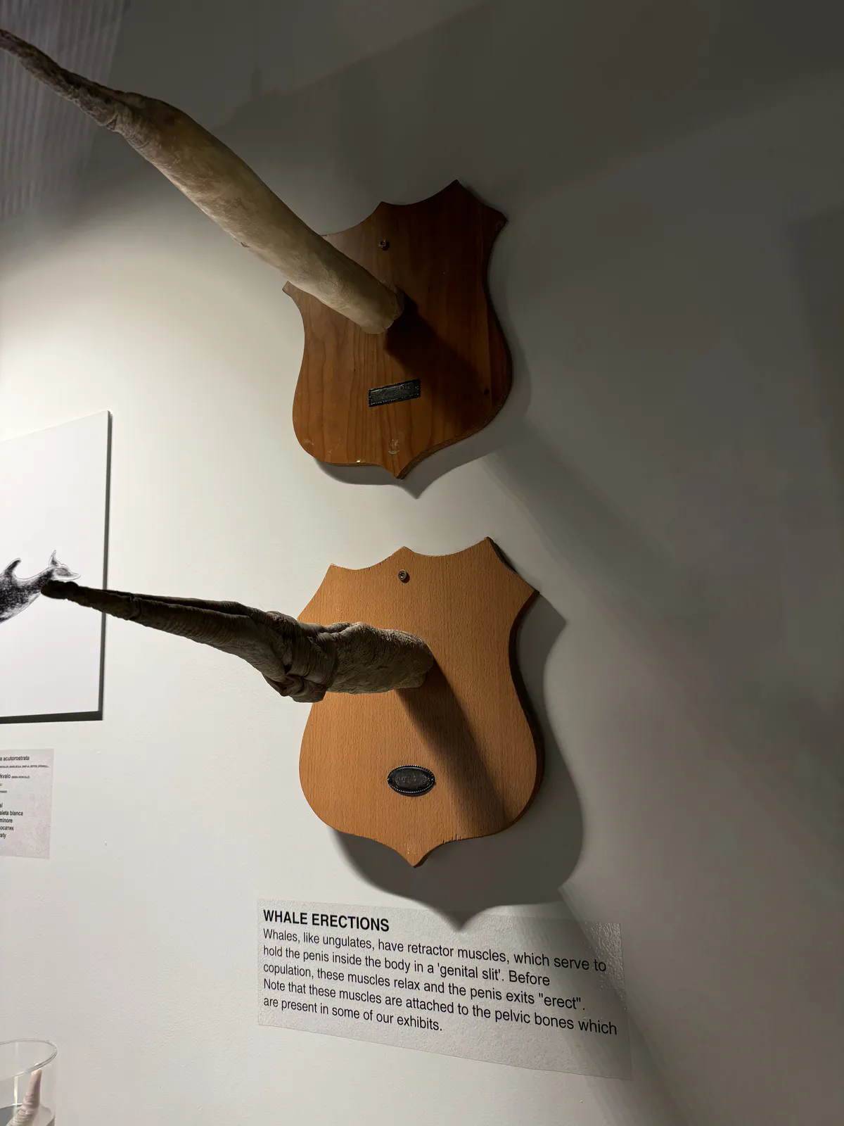 Anatomía y sistema reproductor de la ballena