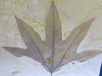 Fossilized Sycamore Leaf