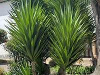 Yucca Plants