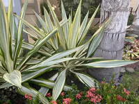 Agave Angustifolia Marginata