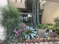 Succulent Garden at the Hotel Entrance