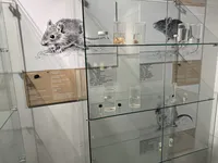 قضبان القوارض