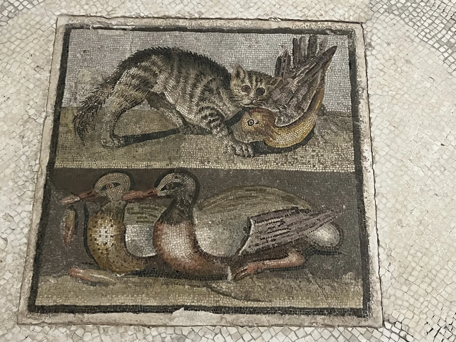 Кошка и утки