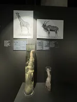 قضيب الزرافة وقضيب الكودو الأكبر