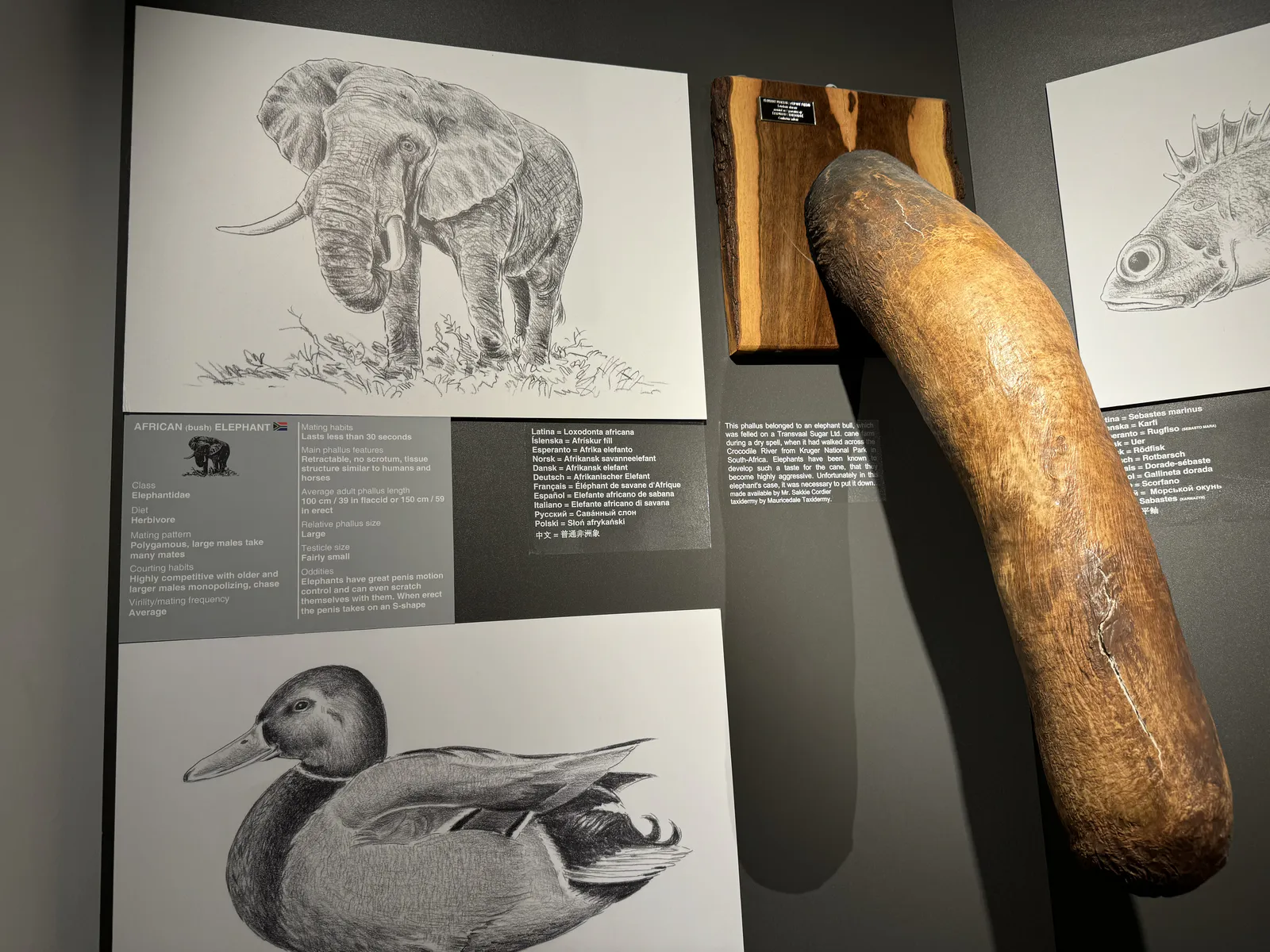 Elephant Penis