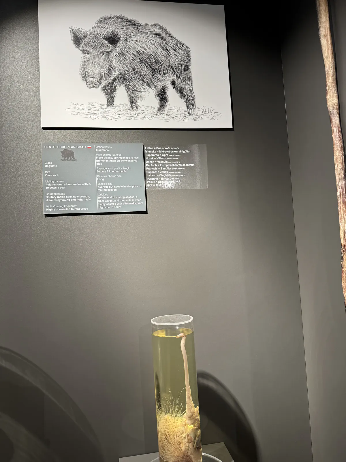 Wild Boar Penis