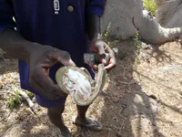 Baobab Fruit Interior