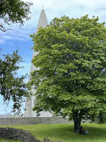 Hallgrímskirkja und Baum, Reykjavík