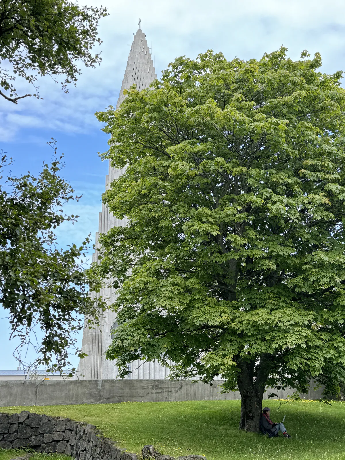 Hallgrímskirkja y árbol, Reykjavík