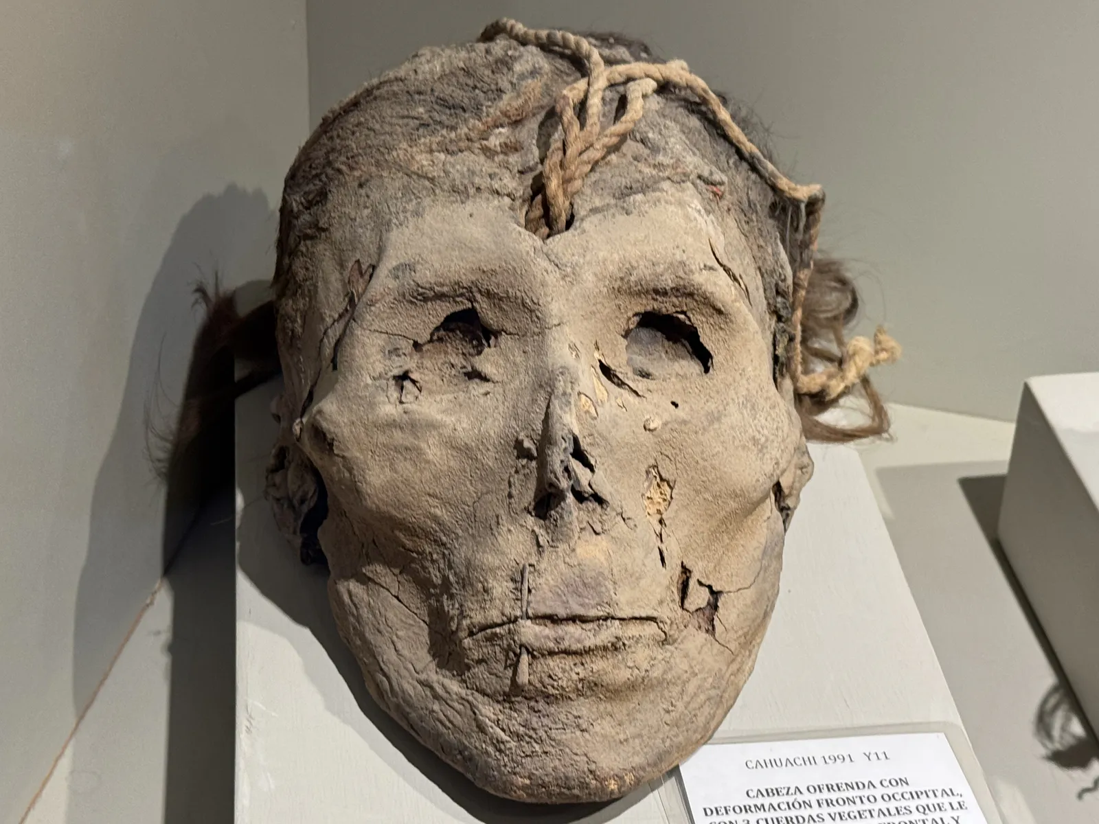 Offering Head with Cranial Deformation