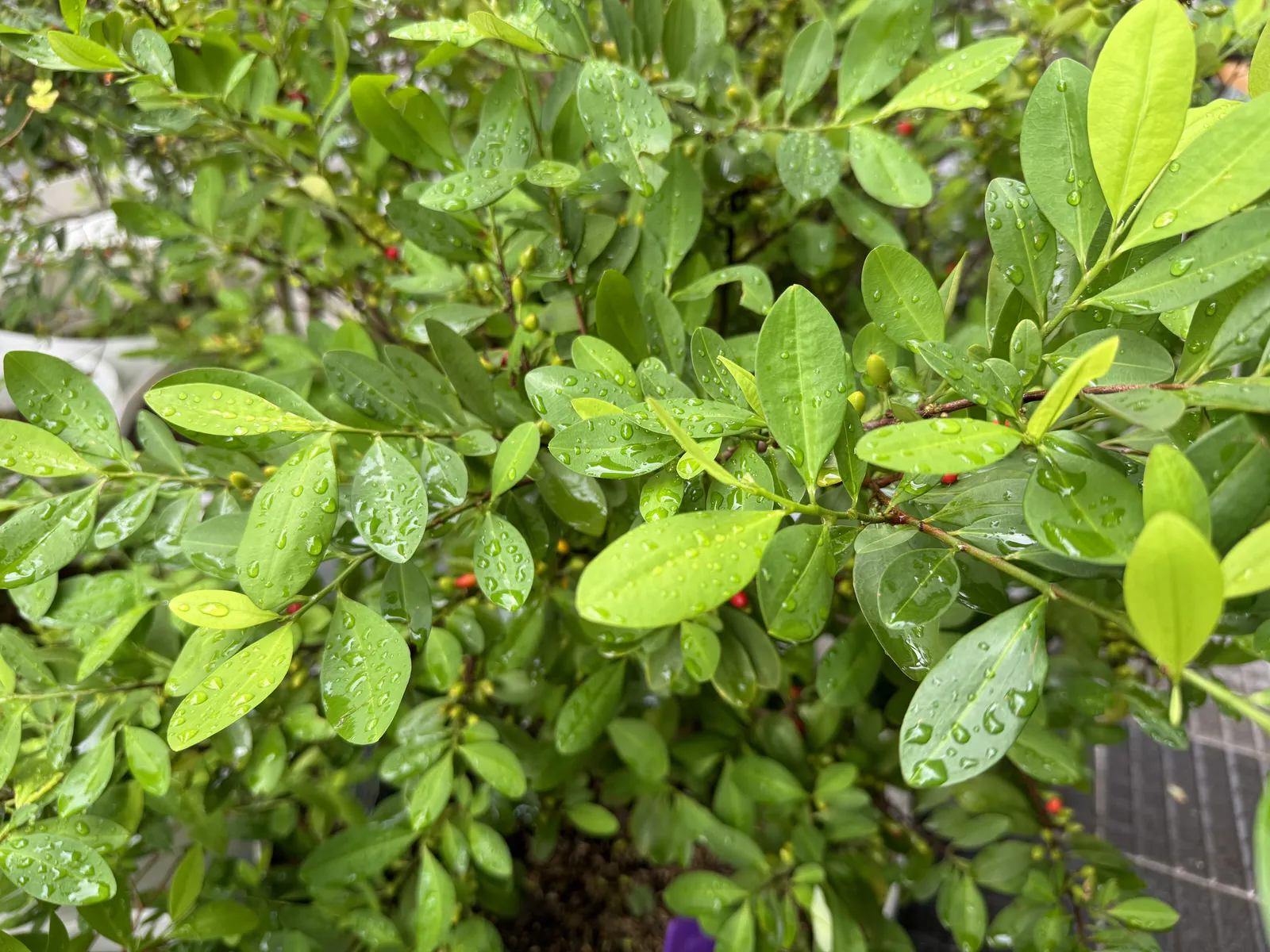 Coca Plant