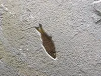 أحفورة سمكة Knightia eocaena