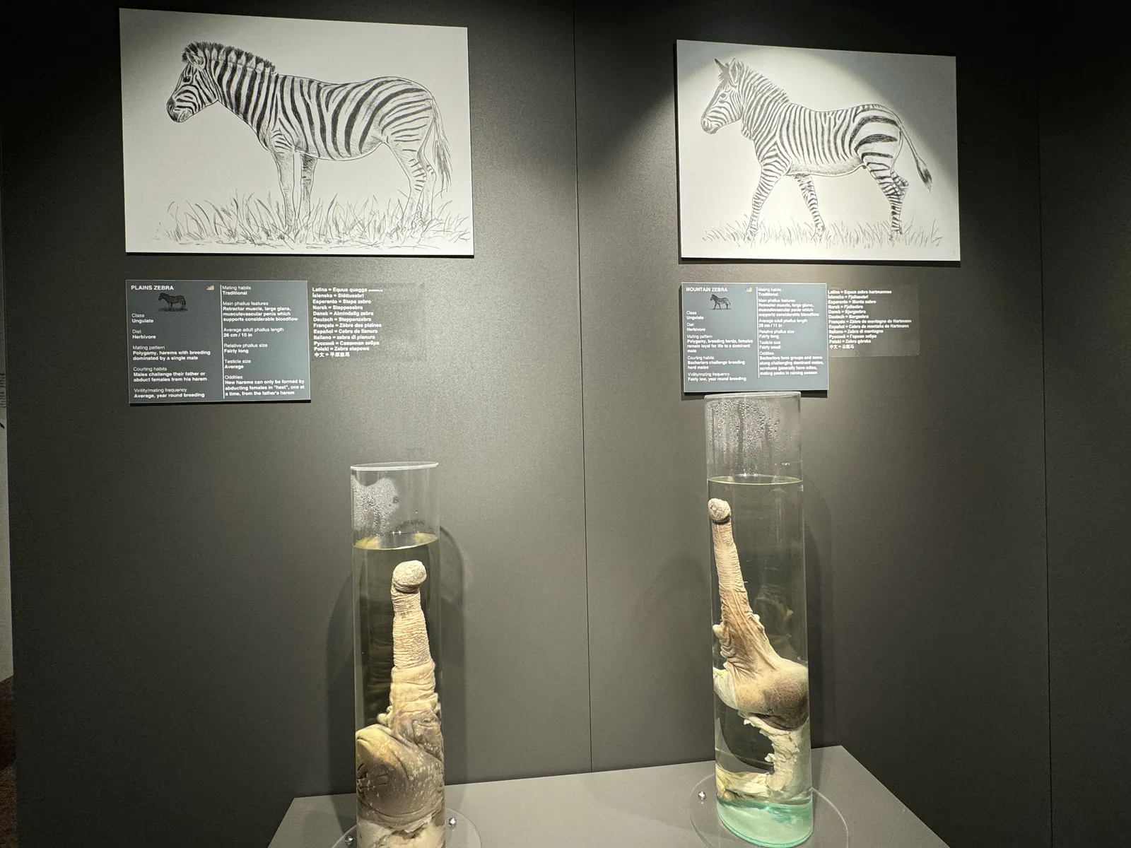 Zebra-Penisse