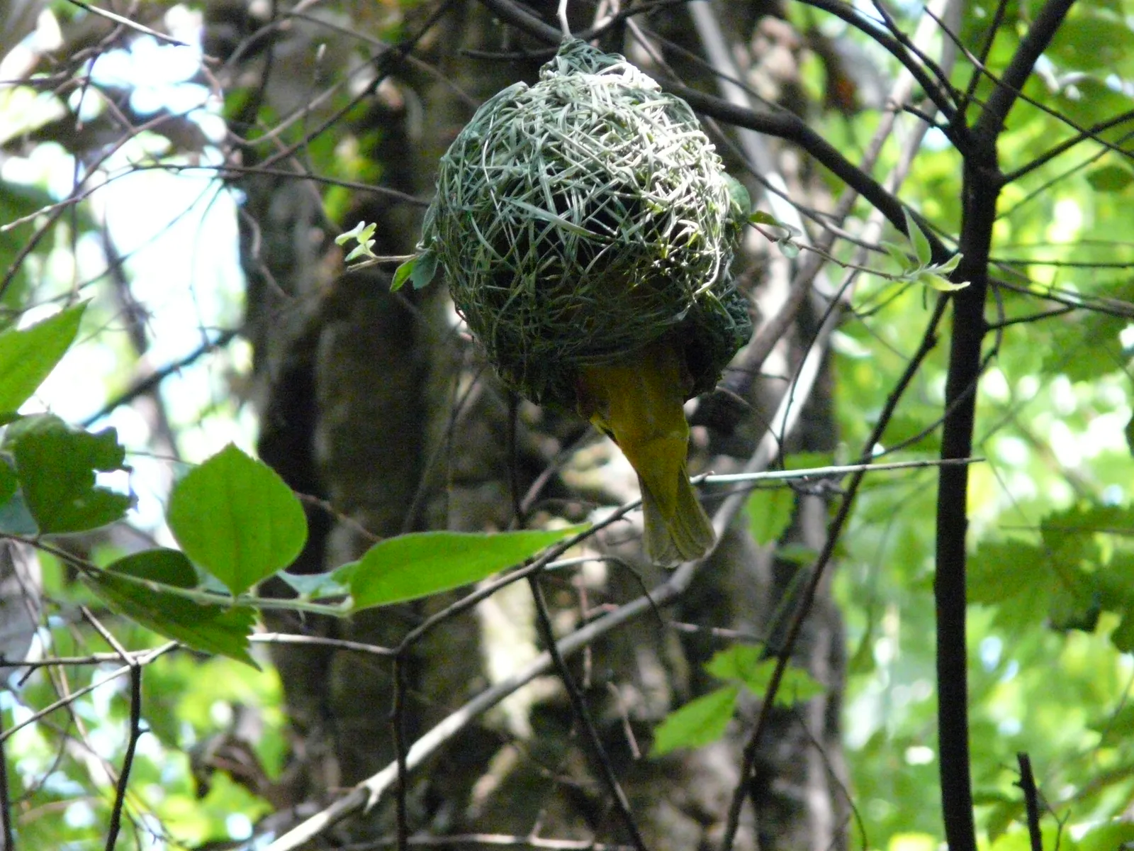 Southern Masked Weaver Nest