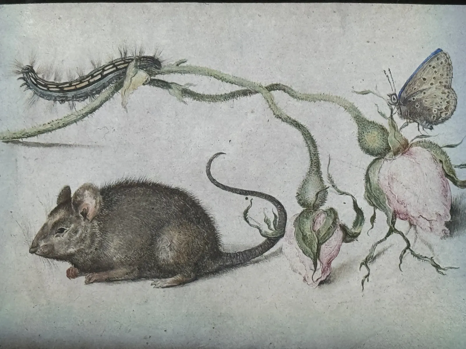 فأر، وردة، وفراشة