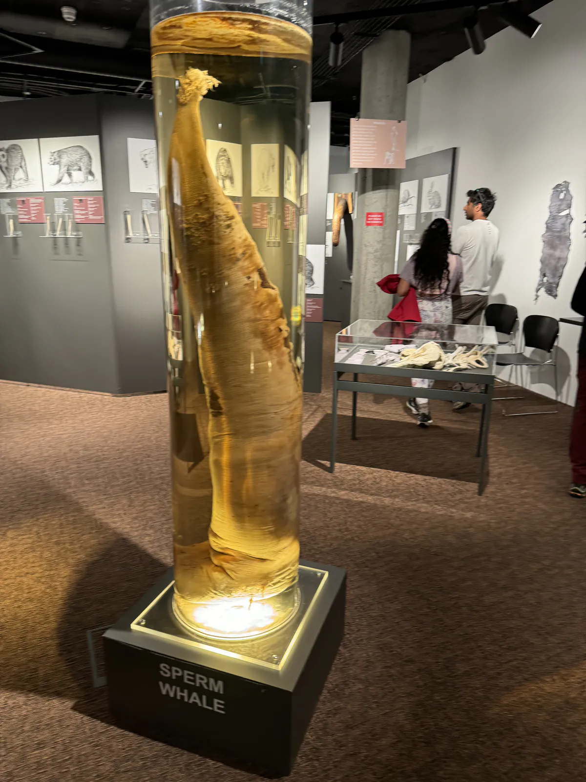 Sperm Whale Penis