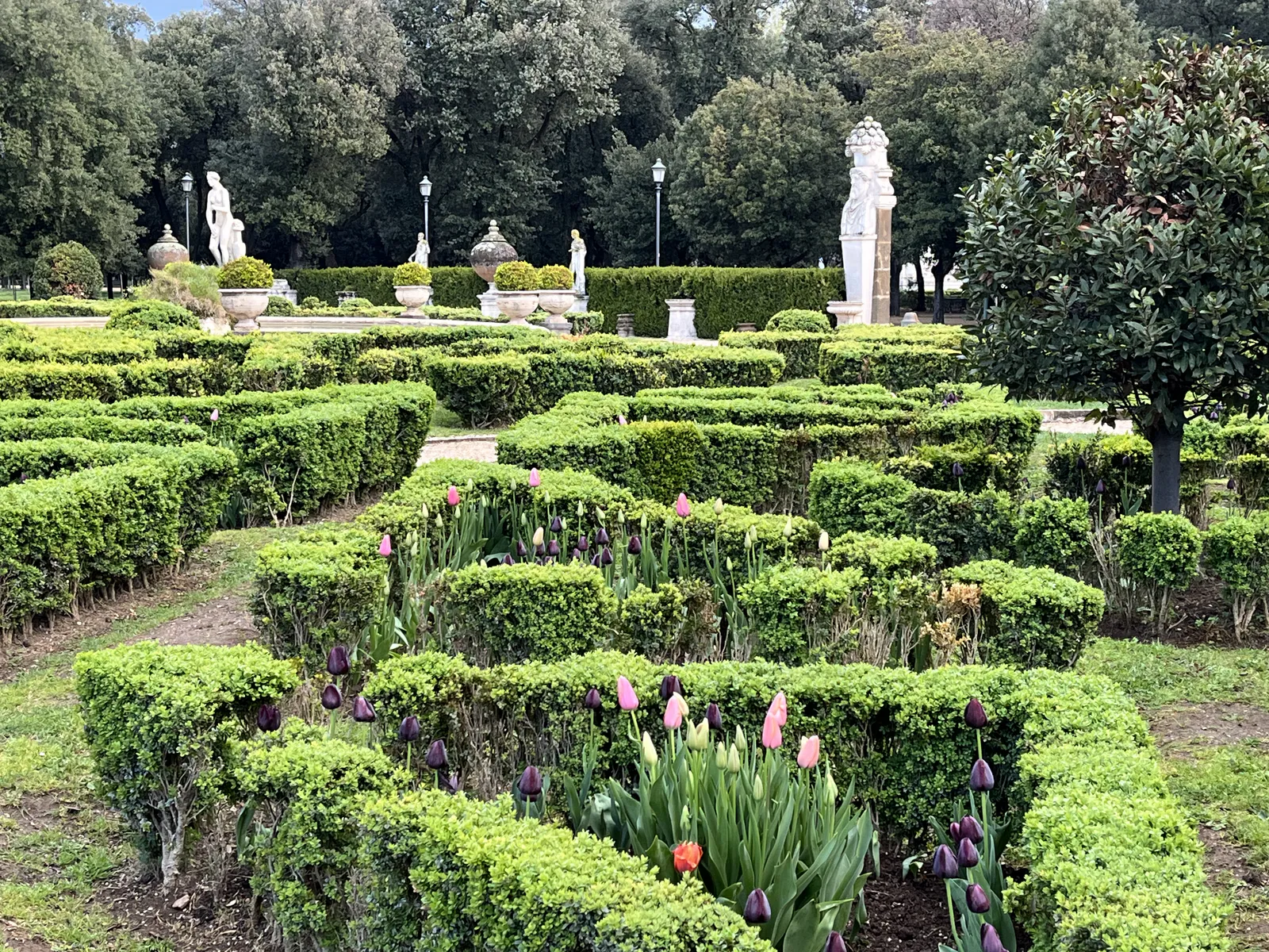 Parterre with Statues and Tulips