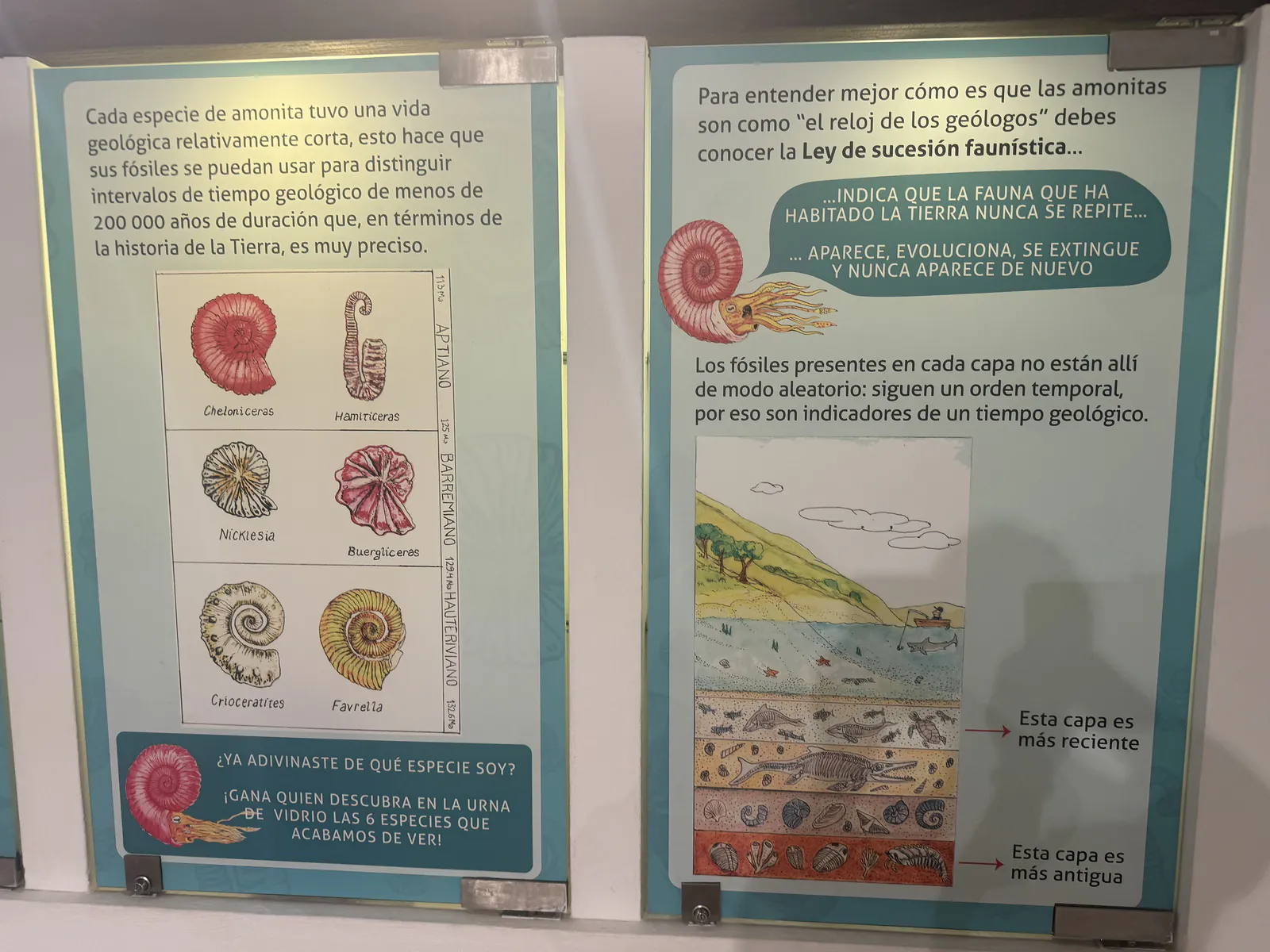 アンモナイトと地質時代