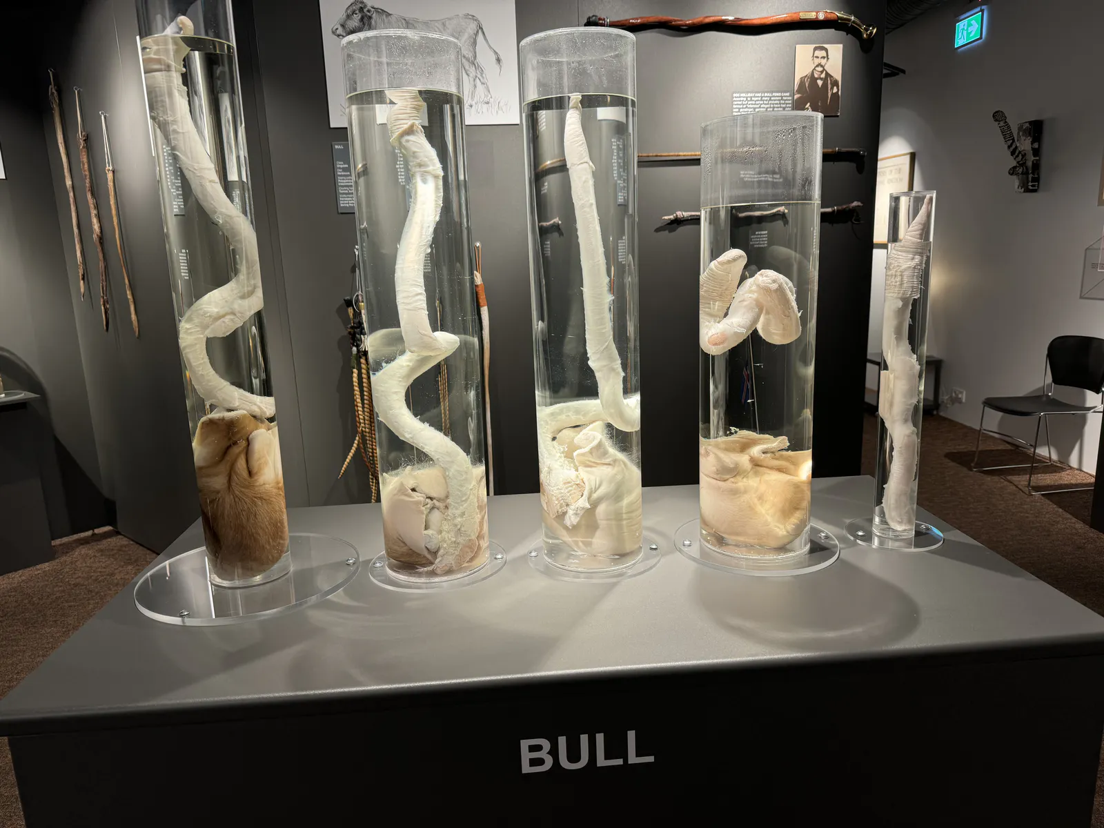 Bull Penises