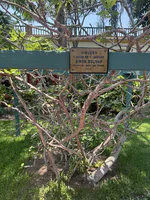 Fig Tree Planted by Simon Bolivar