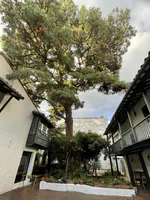 Courtyard Tree in Colonial House