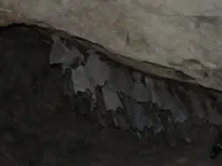 Bats Roosting in a Cave
