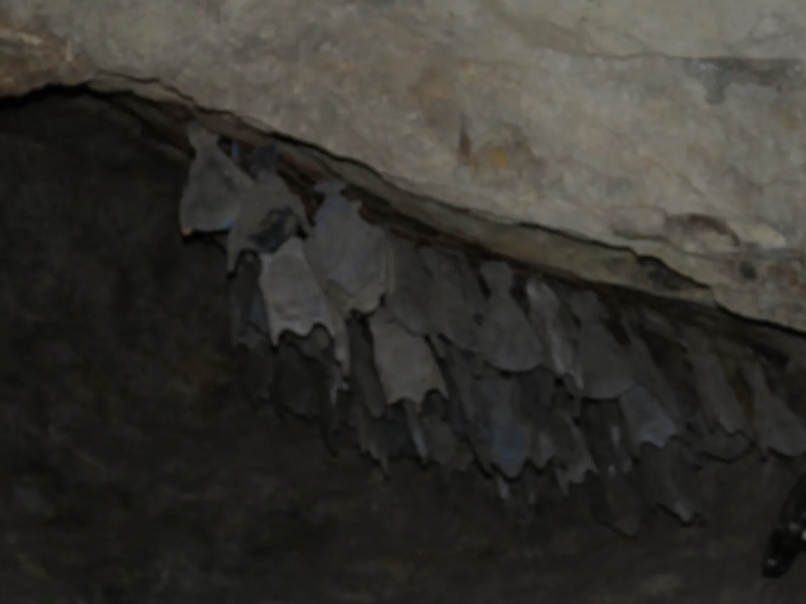 Bats Roosting in a Cave