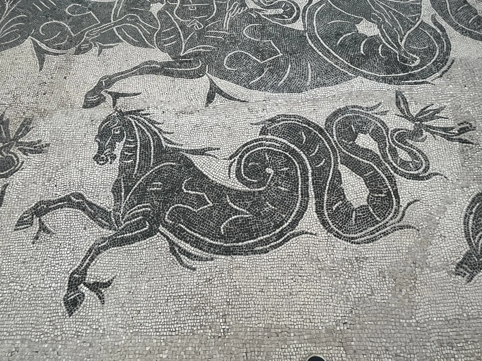 海马（希波坎普）