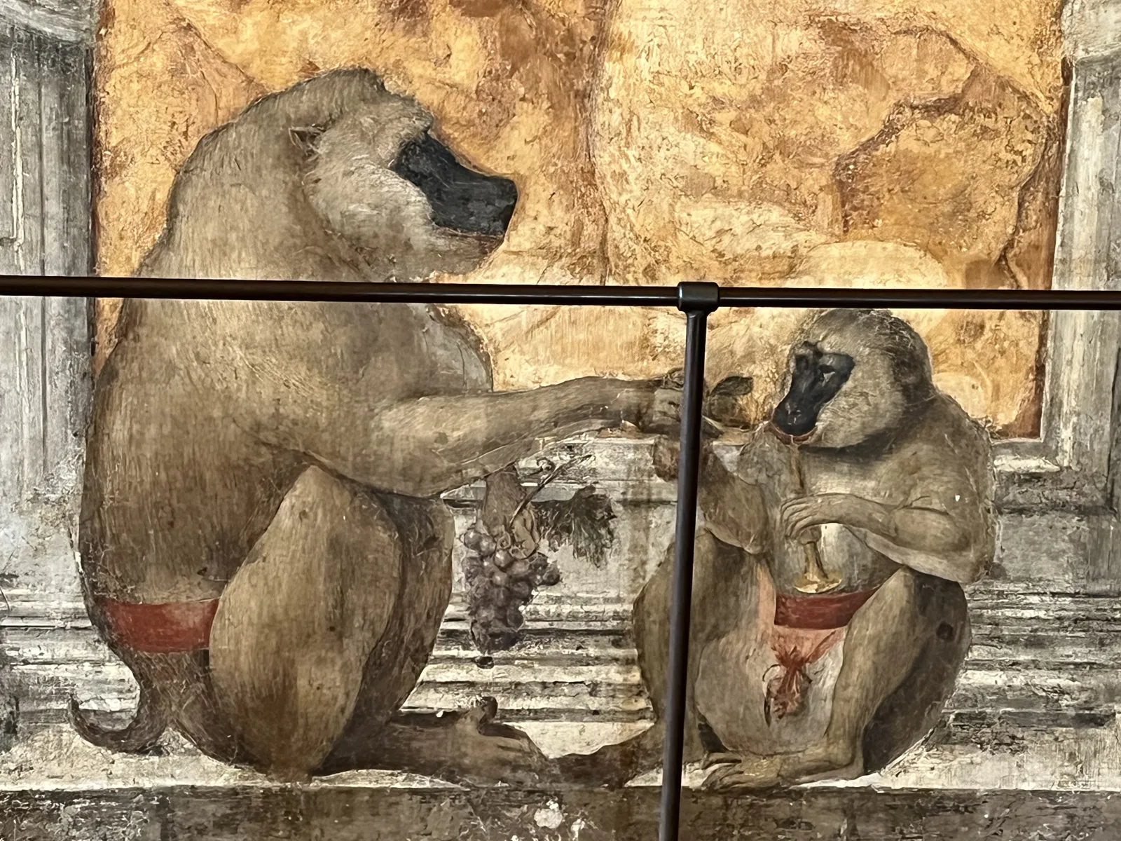 叼着水果的狒狒