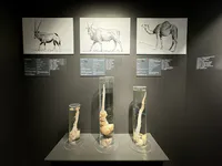 Antelope and Camel Penises