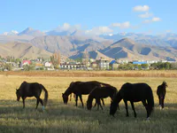 Horses and Mountains near Issyk-Kul